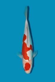 HQ DS Kohaku    